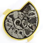 Ammonit Versteinerung in Handarbeits-Goldring